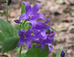 Waldglockenblume